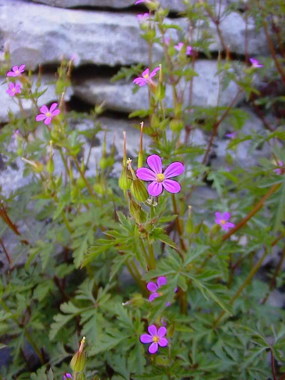 Petrorhagia sp., Stachys glutinosa, Geranium purpureum, Centaurium maritimum