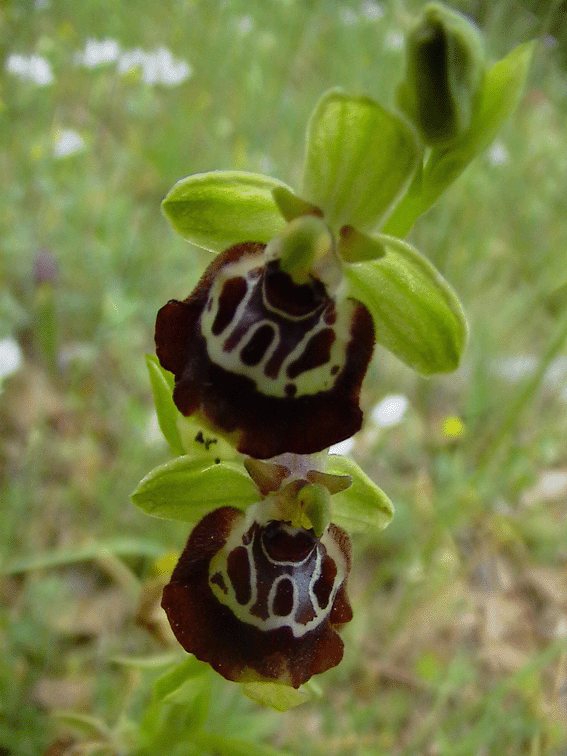 Ophrys holoserica e altre orchidee