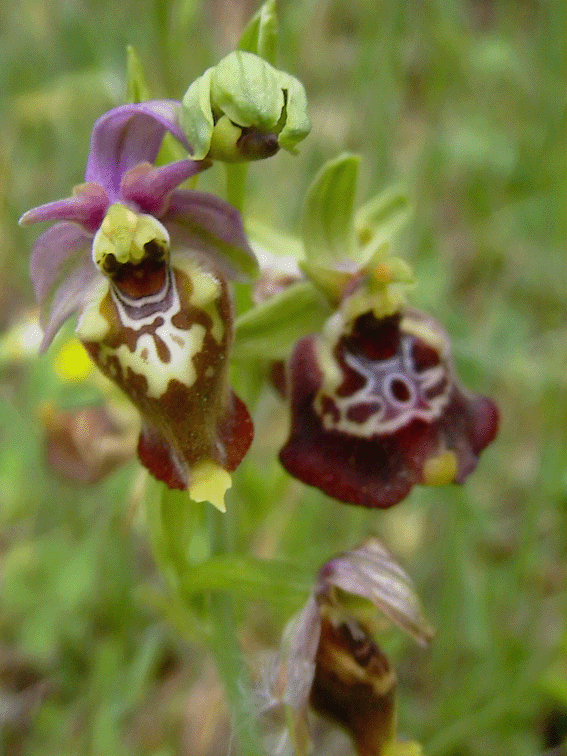 Ophrys holoserica e altre orchidee