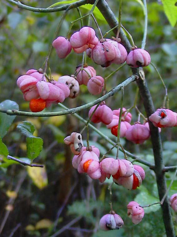 Euonymus europaeus / Fusaria comune, Berretto da prete