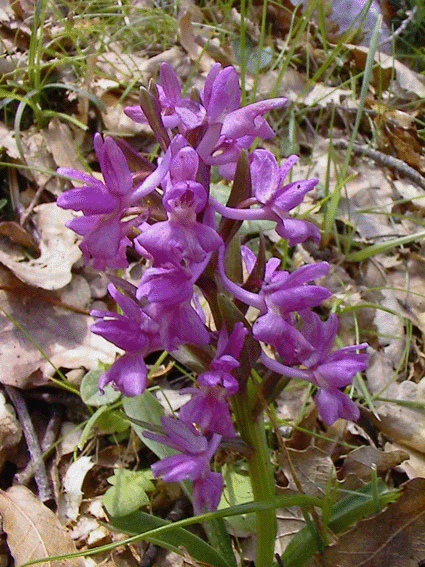 Ophrys holoserica e altre orchidee