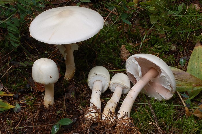 Agaricus - Molto semplice