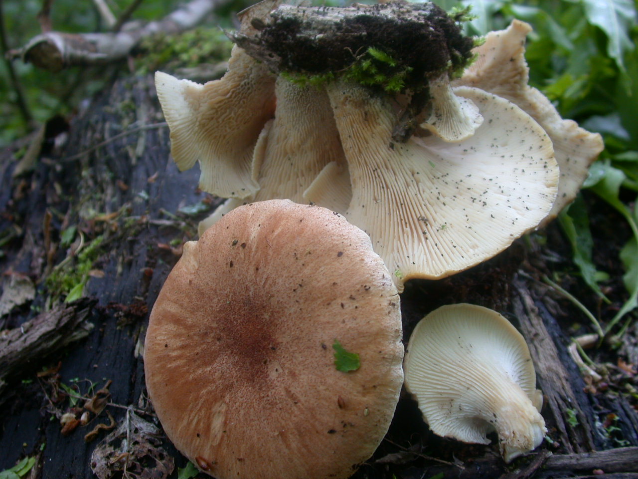 Neolentinus schaefferi