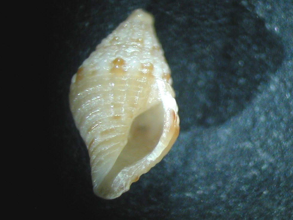 Mitromorpha sp