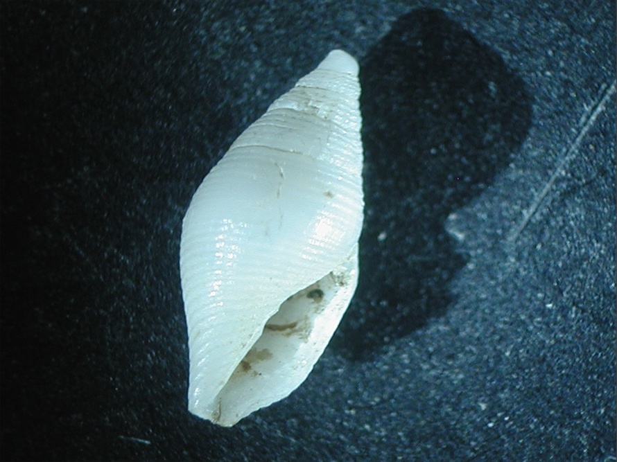 Mitromorpha sp