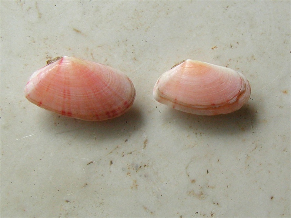 Famiglia Tellinidae