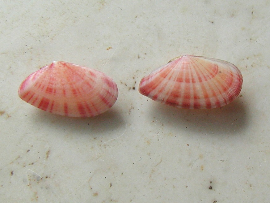 Famiglia Tellinidae