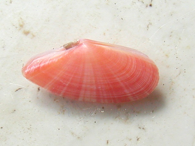 Famiglia Tellinidae