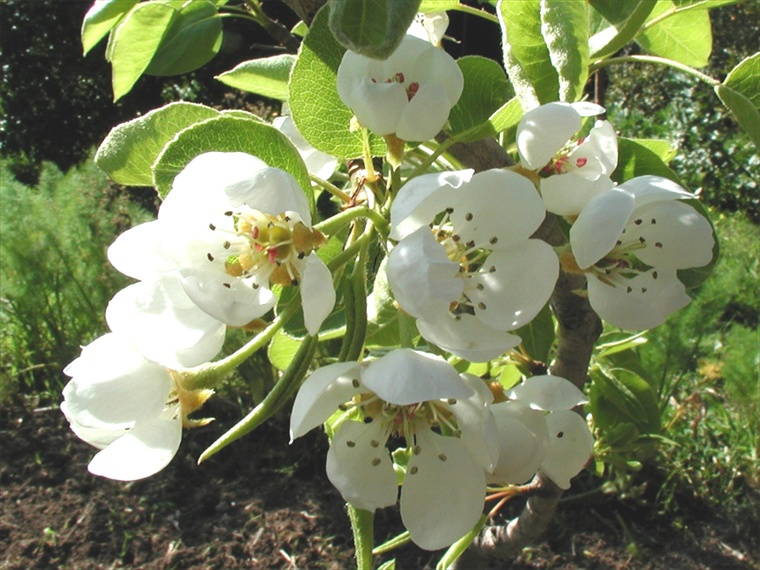 Segni di primavera