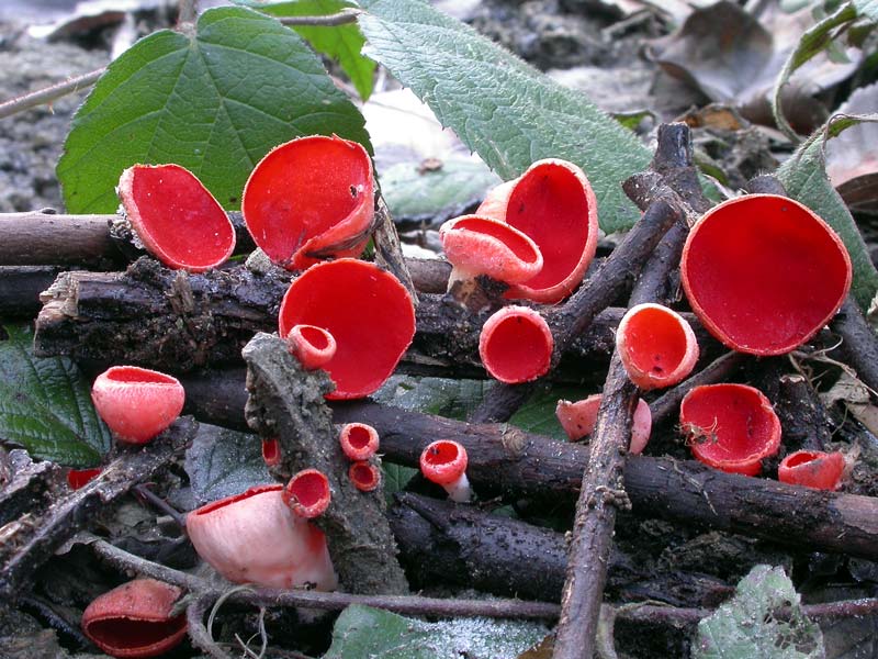 Sarcoscypha coccinea