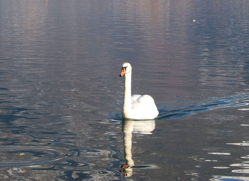 Cigno reale - Cygnus olor  &  Cigno nero - Cygnus atratus