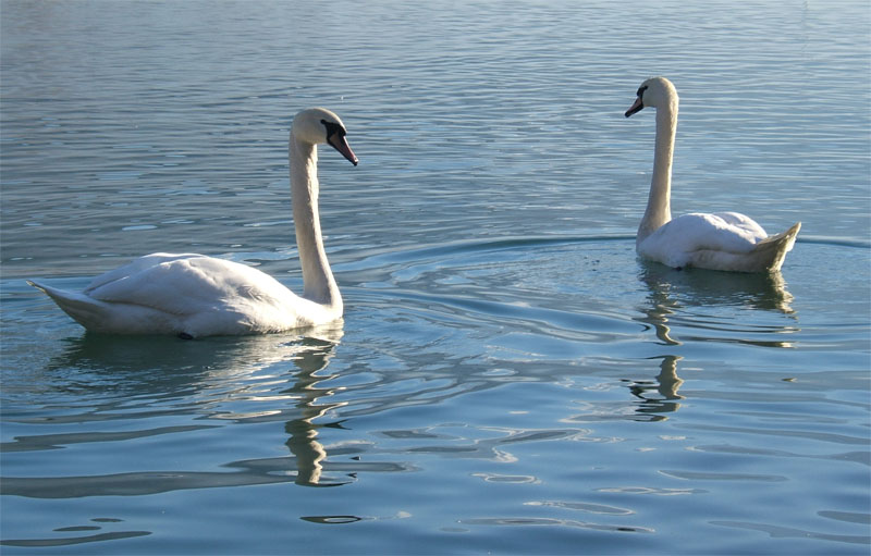 Cigno reale - Cygnus olor  &  Cigno nero - Cygnus atratus