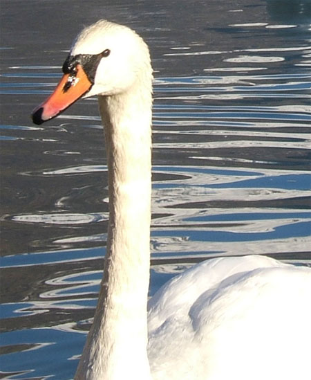 Cigno reale - Cygnus olor  &  Cigno nero - Cygnus atratus