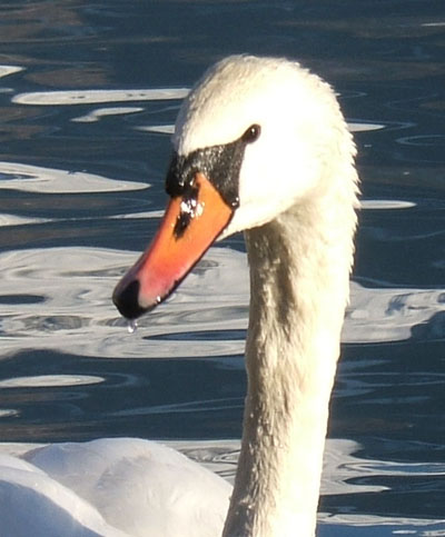 Cigno reale - Cygnus olor  &  Cigno nero - Cygnus atratus