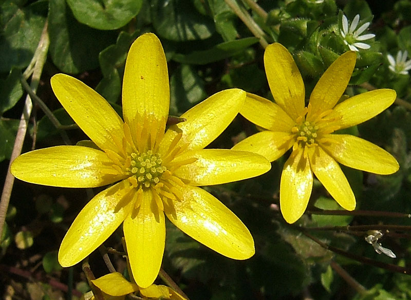 Fiori di primavera