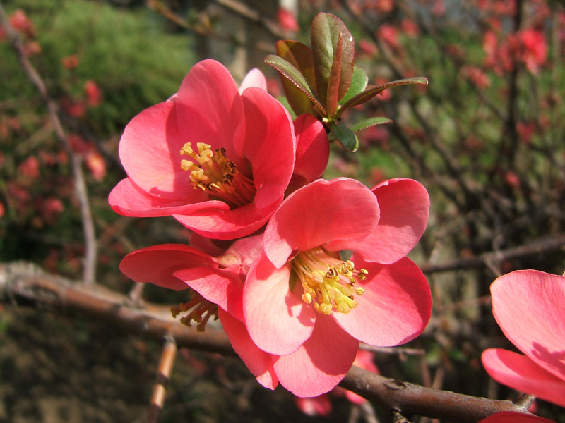 Fiori di primavera