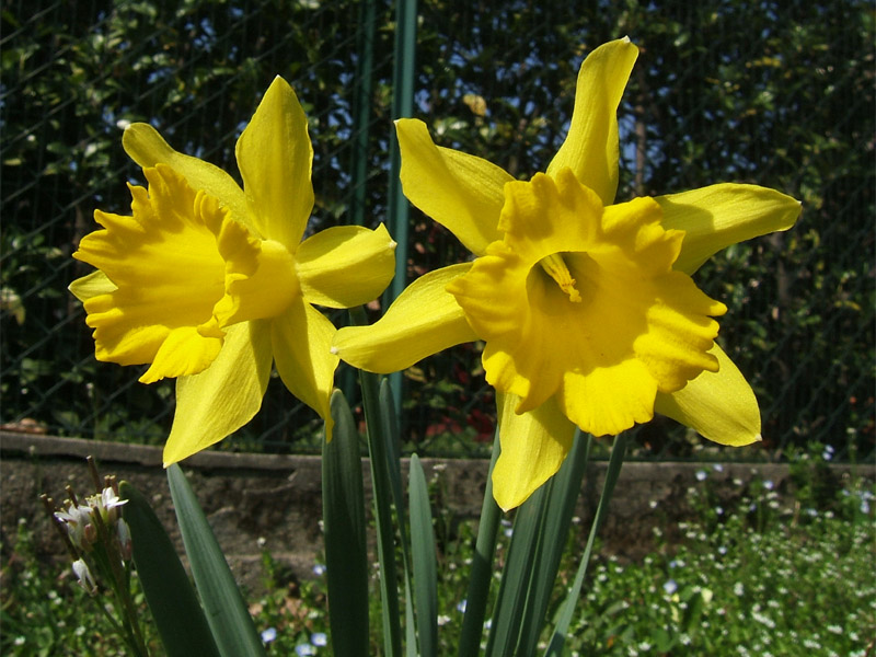 Fiori di primavera