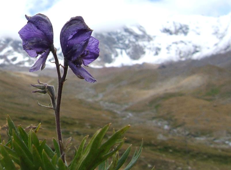 Aconitum napellus e Gentiana bavarica