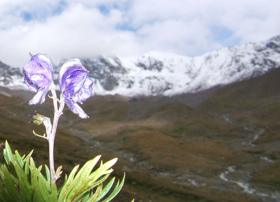 Aconitum napellus e Gentiana bavarica