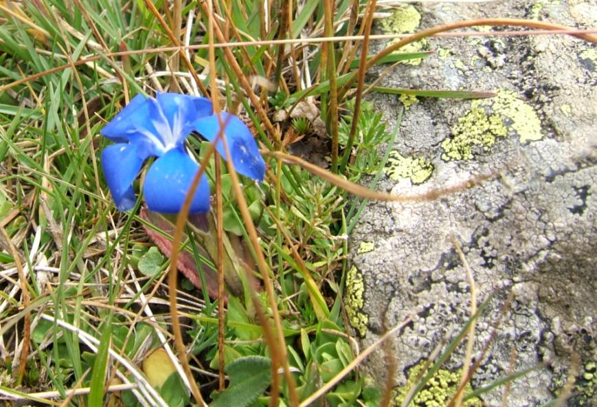 Aconitum napellus e Gentiana bavarica