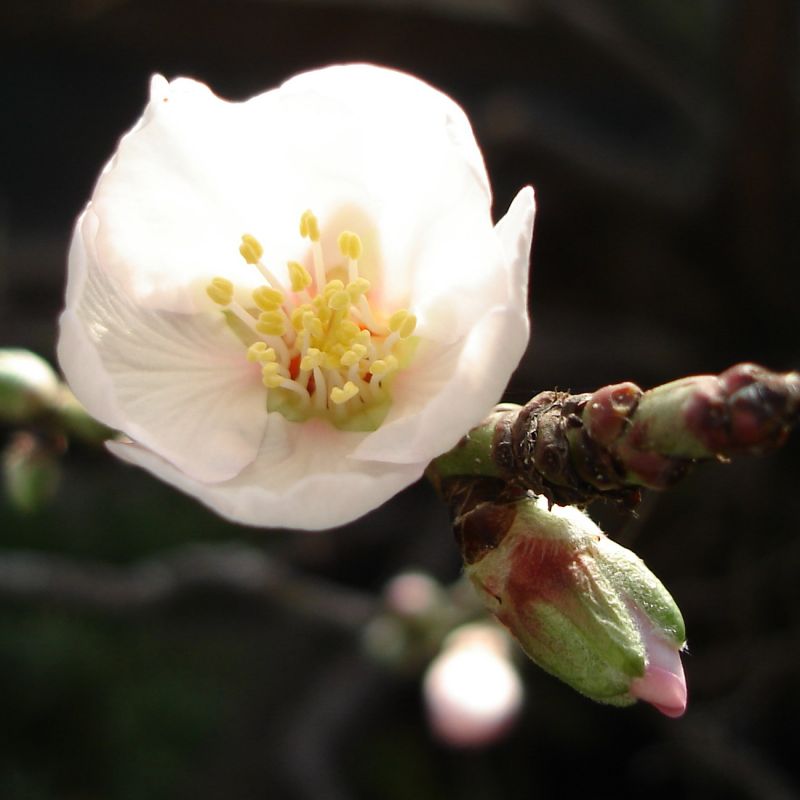 Segni di primavera