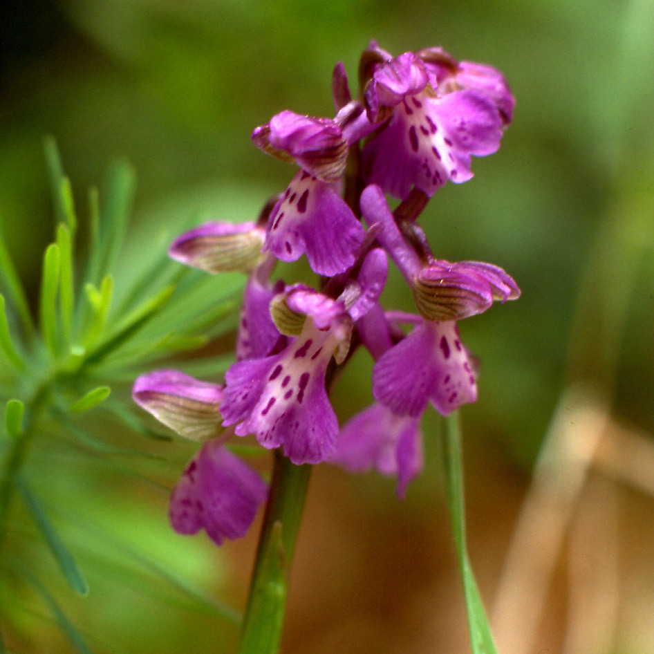 orchidee ravennati