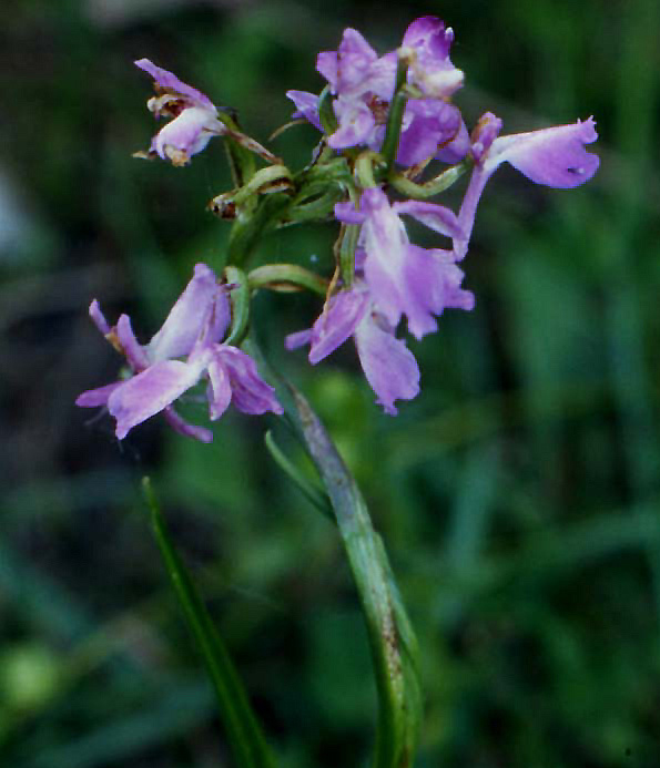 orchidee ravennati