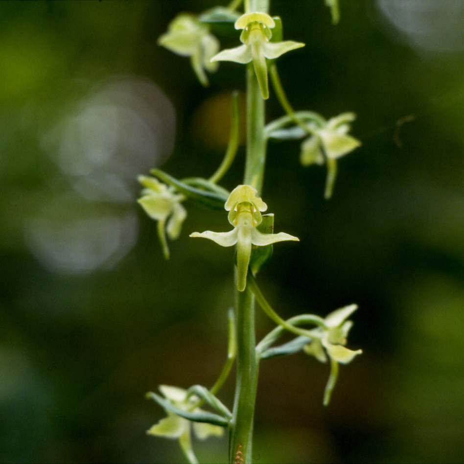 orchidee ravennati