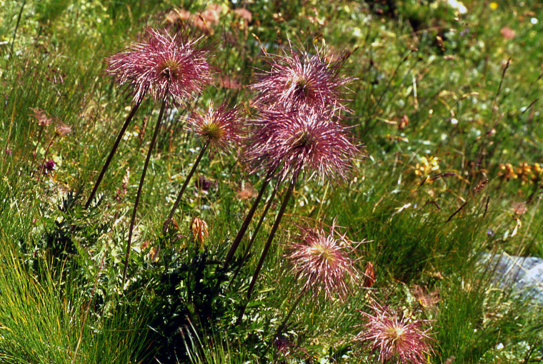 Flora alpina dalla valle di Gressoney (AO)