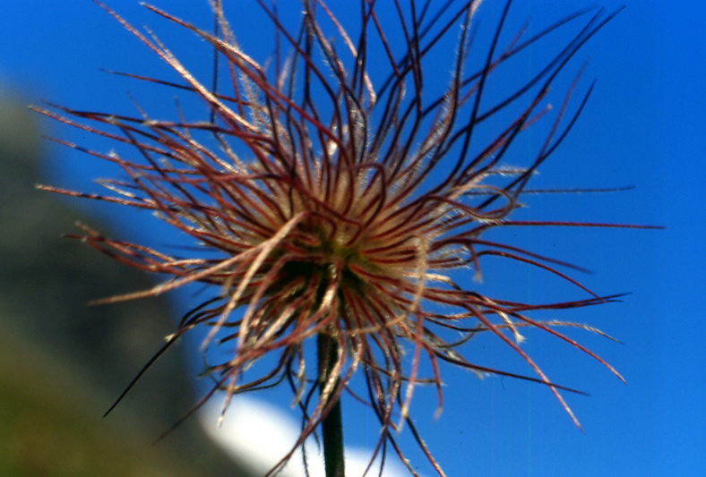 Flora alpina dalla valle di Gressoney (AO)