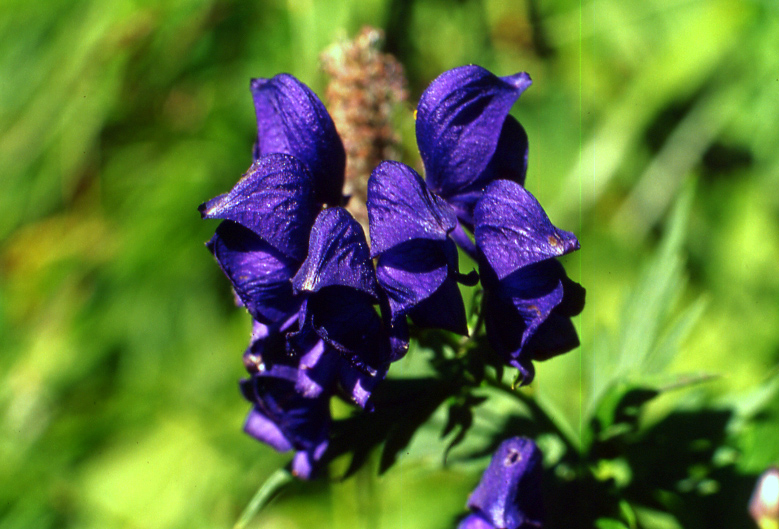 Flora alpina dalla valle di Gressoney (AO)