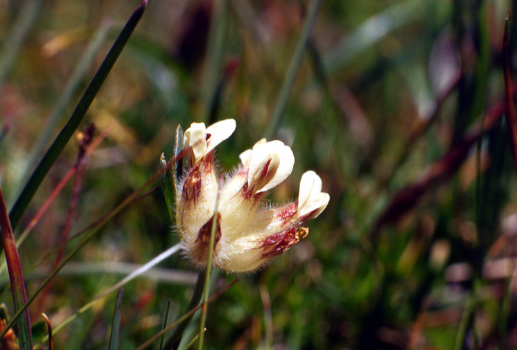 Flora alpina dalla valle di Gressoney (AO)