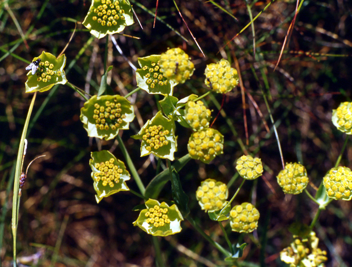 Flora alpina dalla valle di Gressoney (AO)