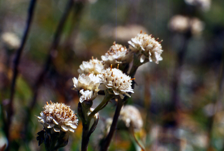 Flora alpina dalla valle di Gressoney (AO)