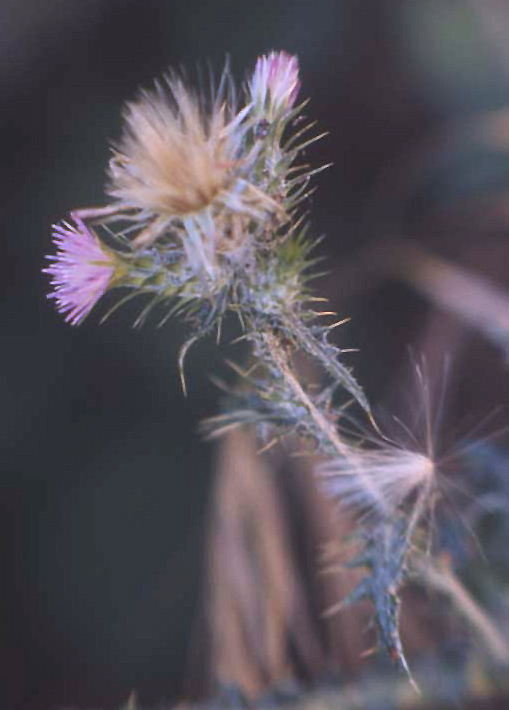 Carduus pycnocephalus / Cardo saettone