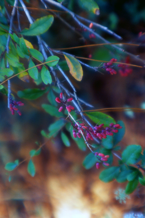 Berberis vulgaris / Crespino