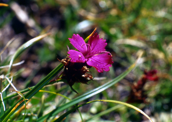 Flora alpina dalla valle di Gressoney (AO)