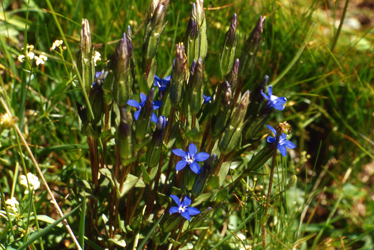 Flora alpina dalla valle di Gressoney (AO)