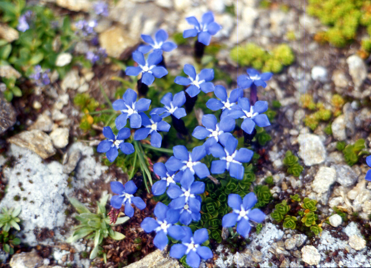 Flora alpina dalla valle di Gressoney (AO)