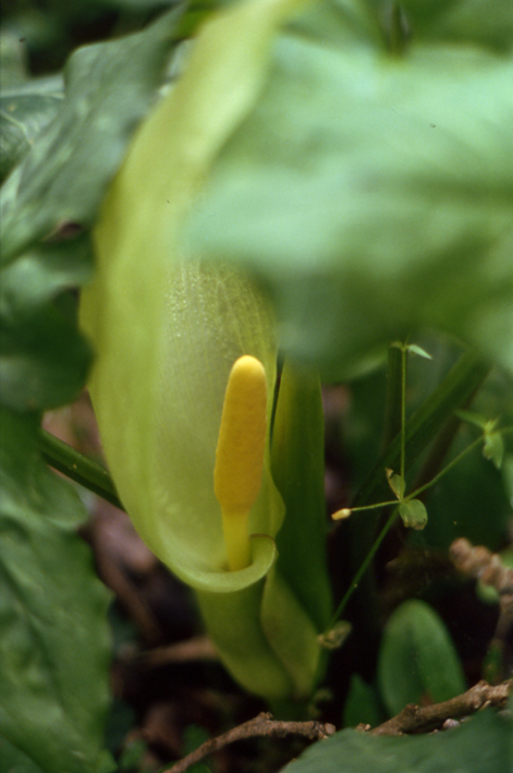 Arum italicum / Gigaro chiaro