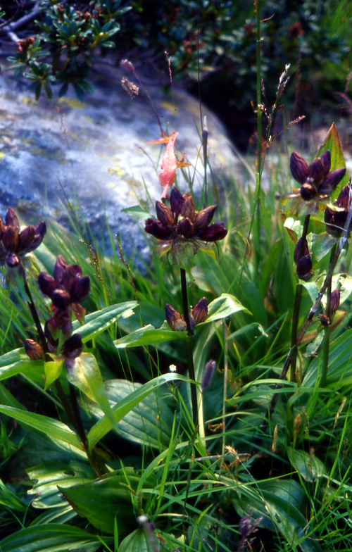 Flora alpina dalla valle di Gressoney (AO)