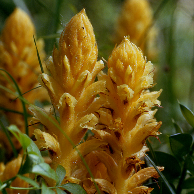 Orobanche lutea / Succiamele prataiolo