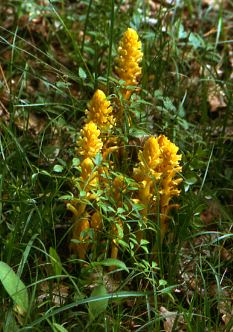 Orobanche lutea / Succiamele prataiolo