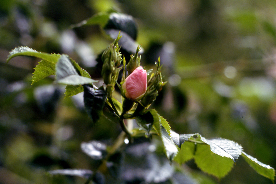 Rosa canina / Rosa selvatica comune