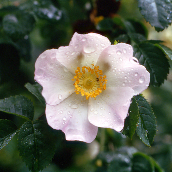 Rosa canina / Rosa selvatica comune