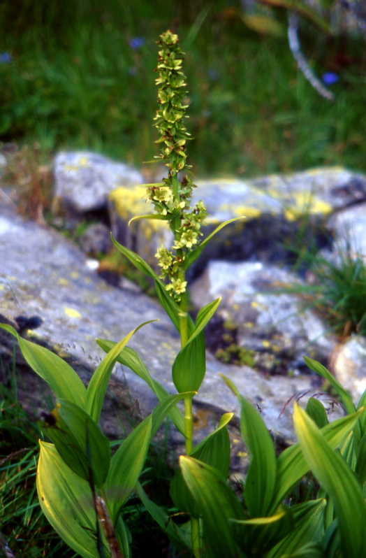 Flora alpina dalla valle di Gressoney (AO)