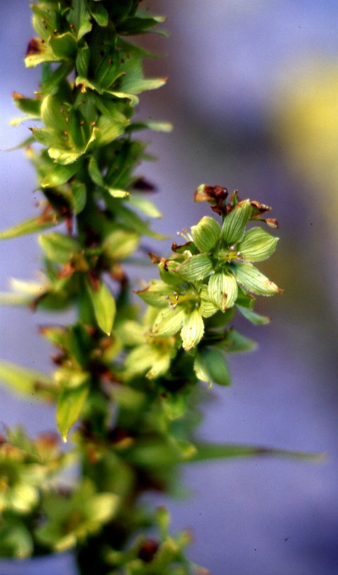 Flora alpina dalla valle di Gressoney (AO)