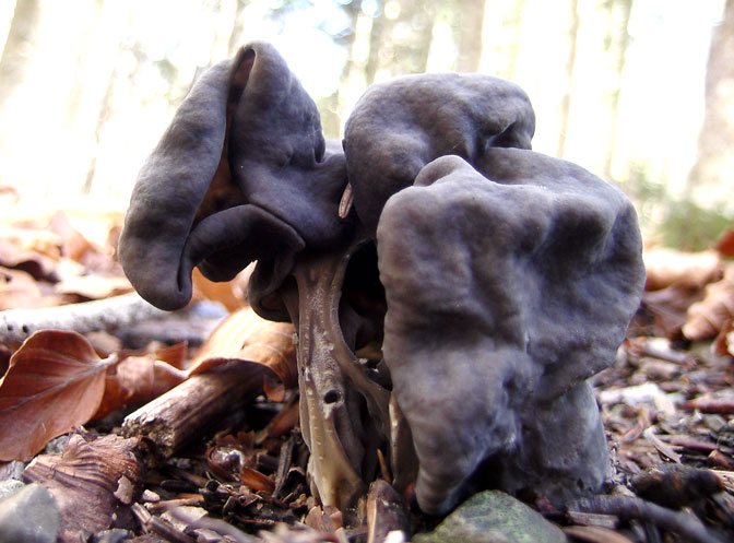 Helvella lacunosa