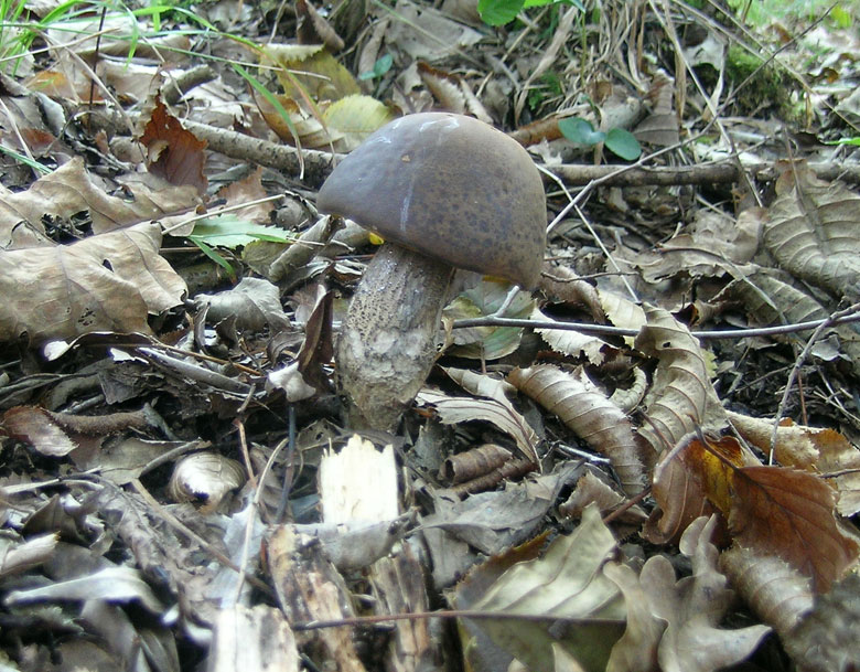 leccinum