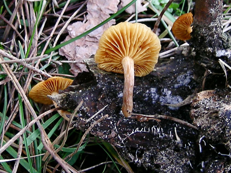 Gymnopilus penetrans?